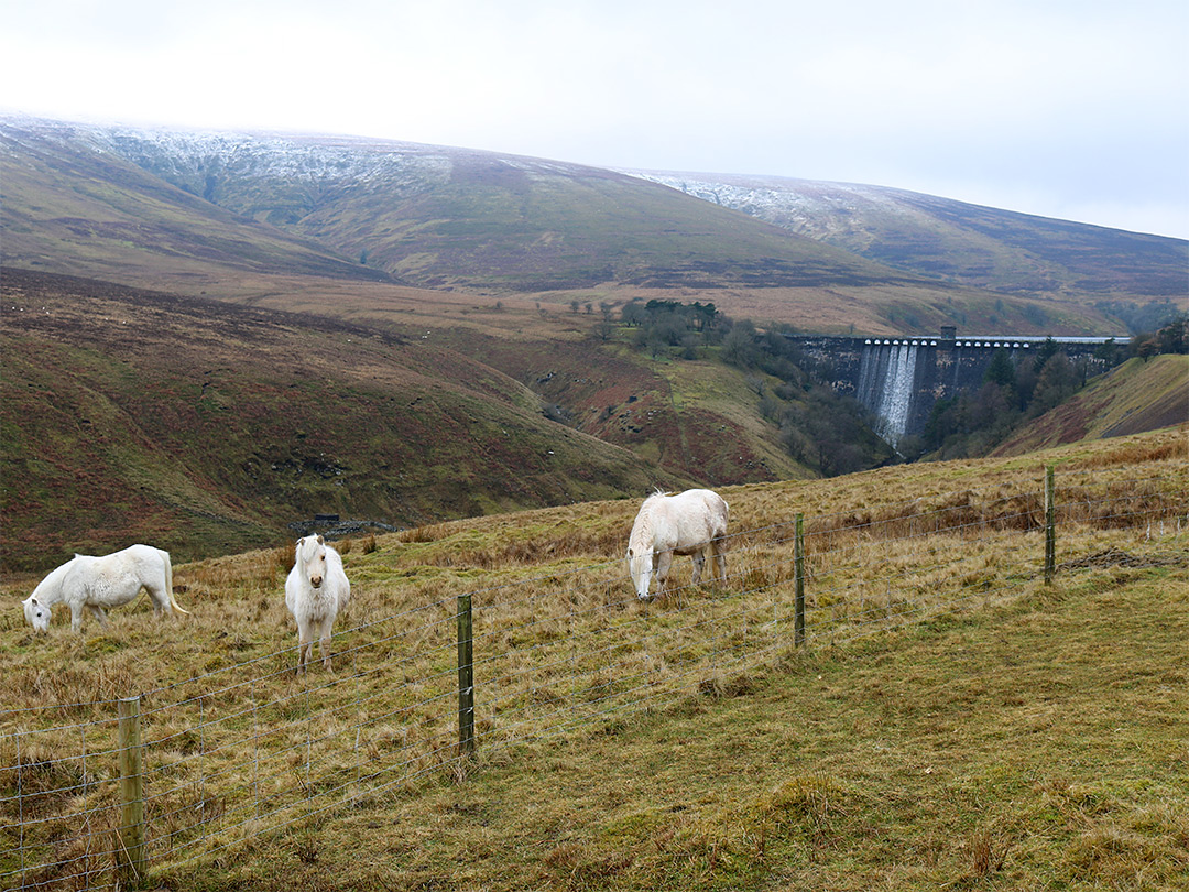 Three horses