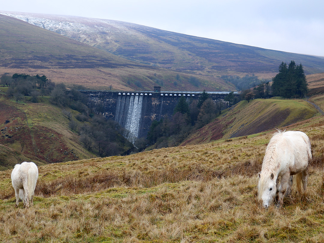 Horses above Grwyne Fawr