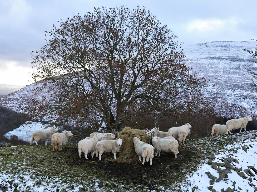 Sheep feeding