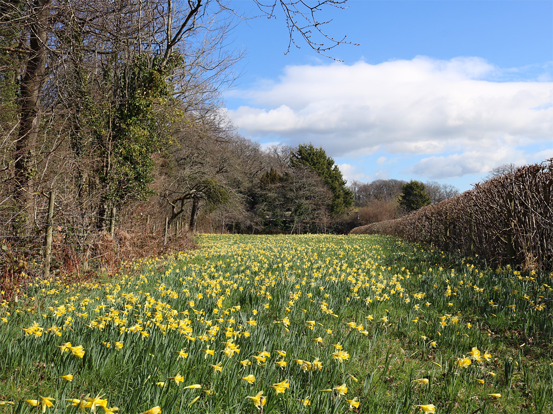 The east field