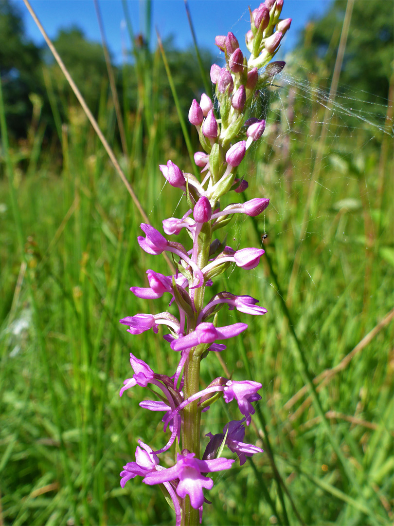 Marsh fragrant orchid