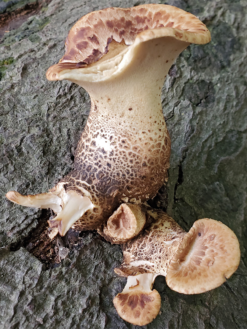 Dryad's saddle