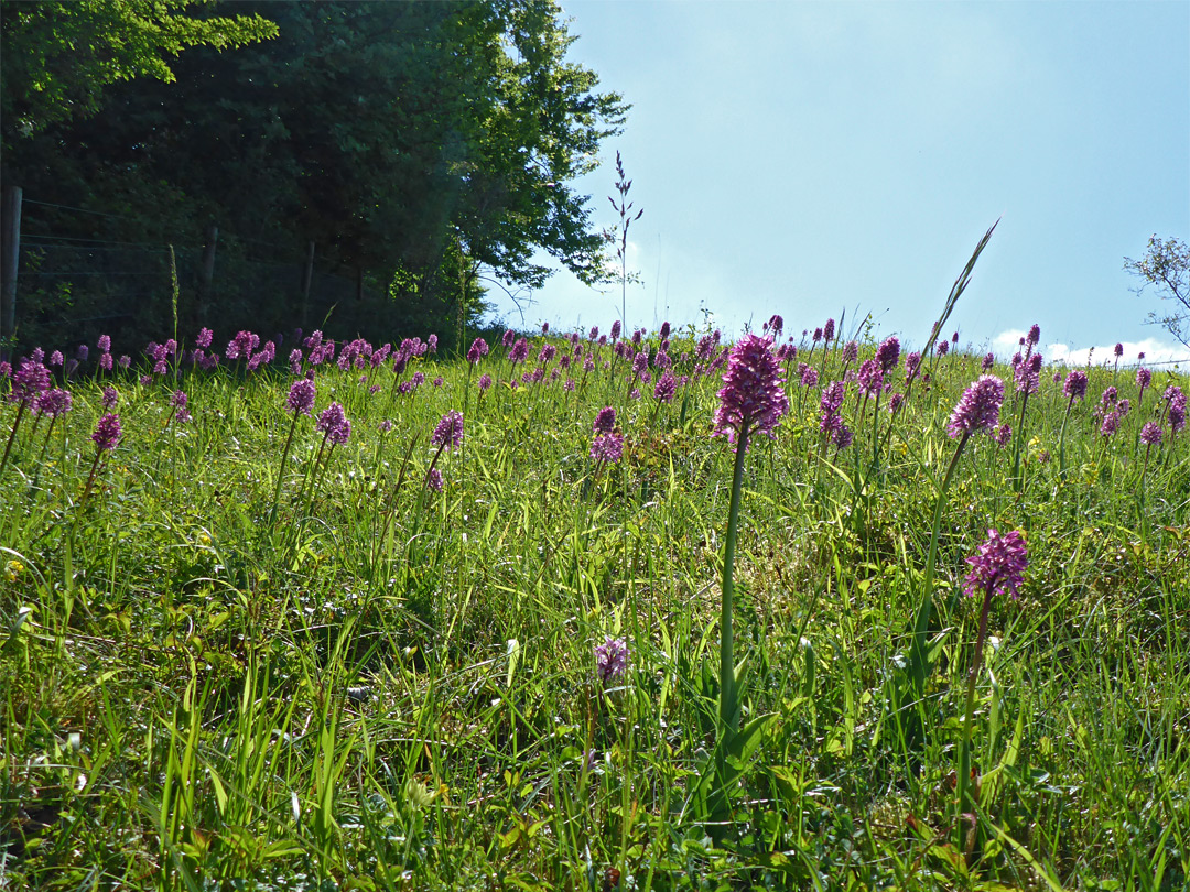 Many orchids