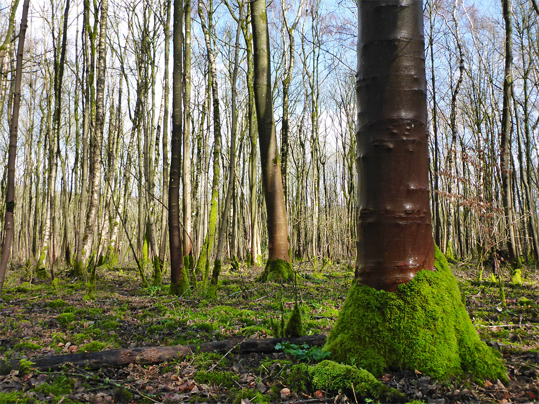 Hawkesbury Spinney