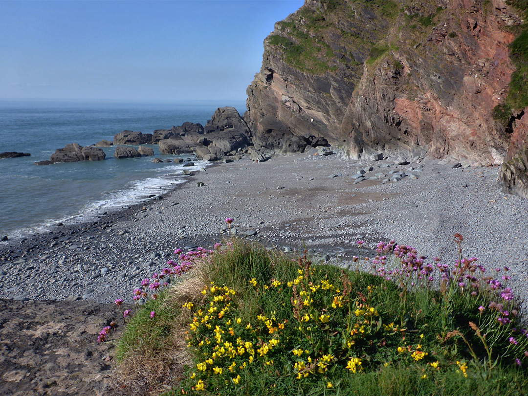 Wildflowers