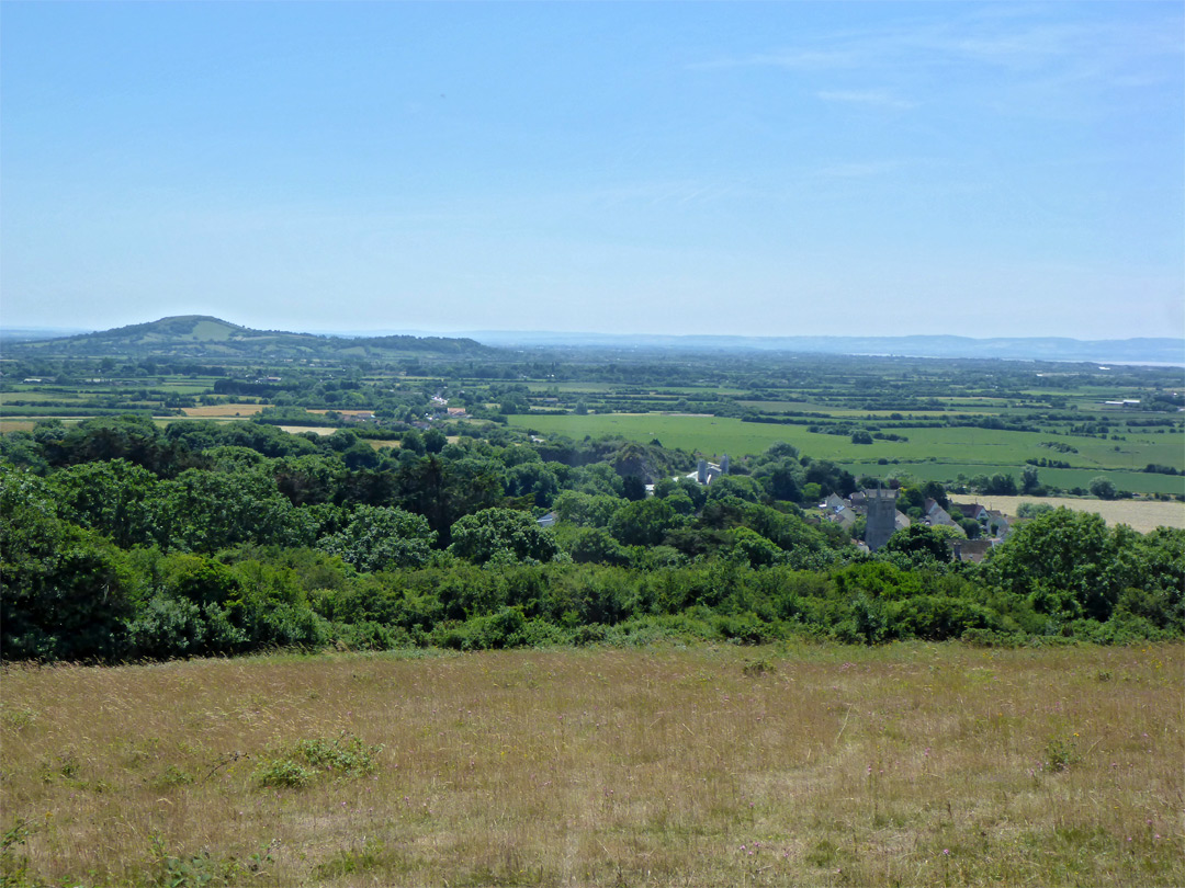 Field and bushes