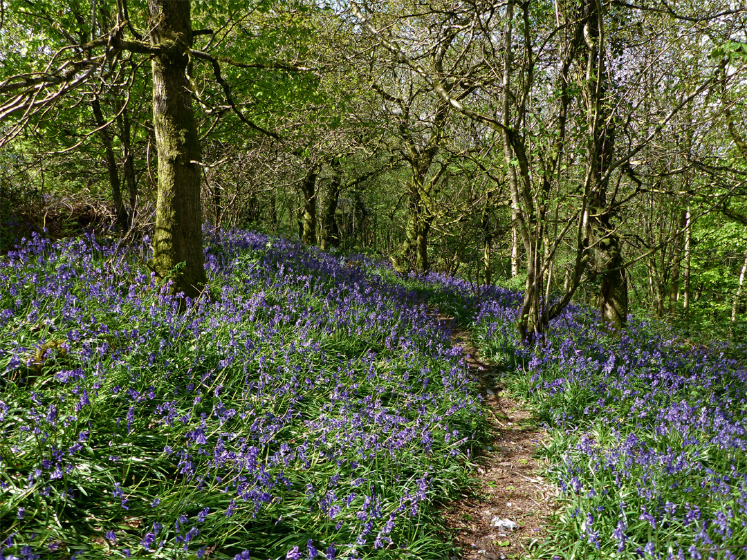 Path through bluebells