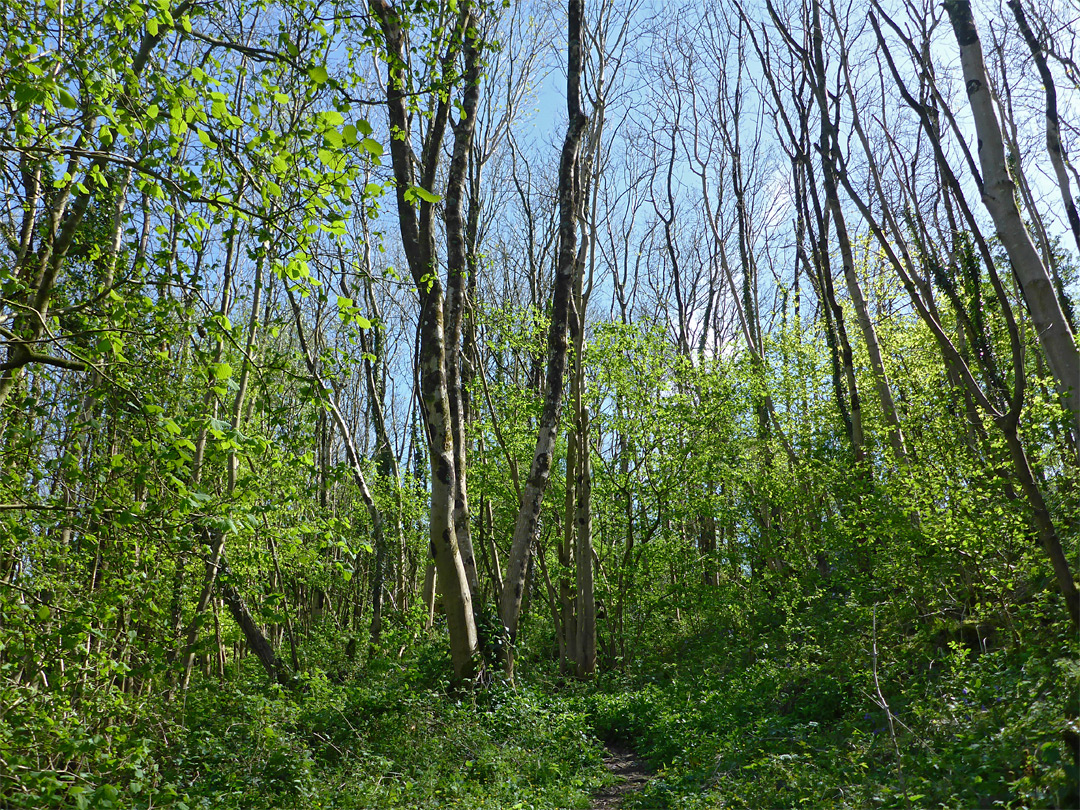 Leafless trees