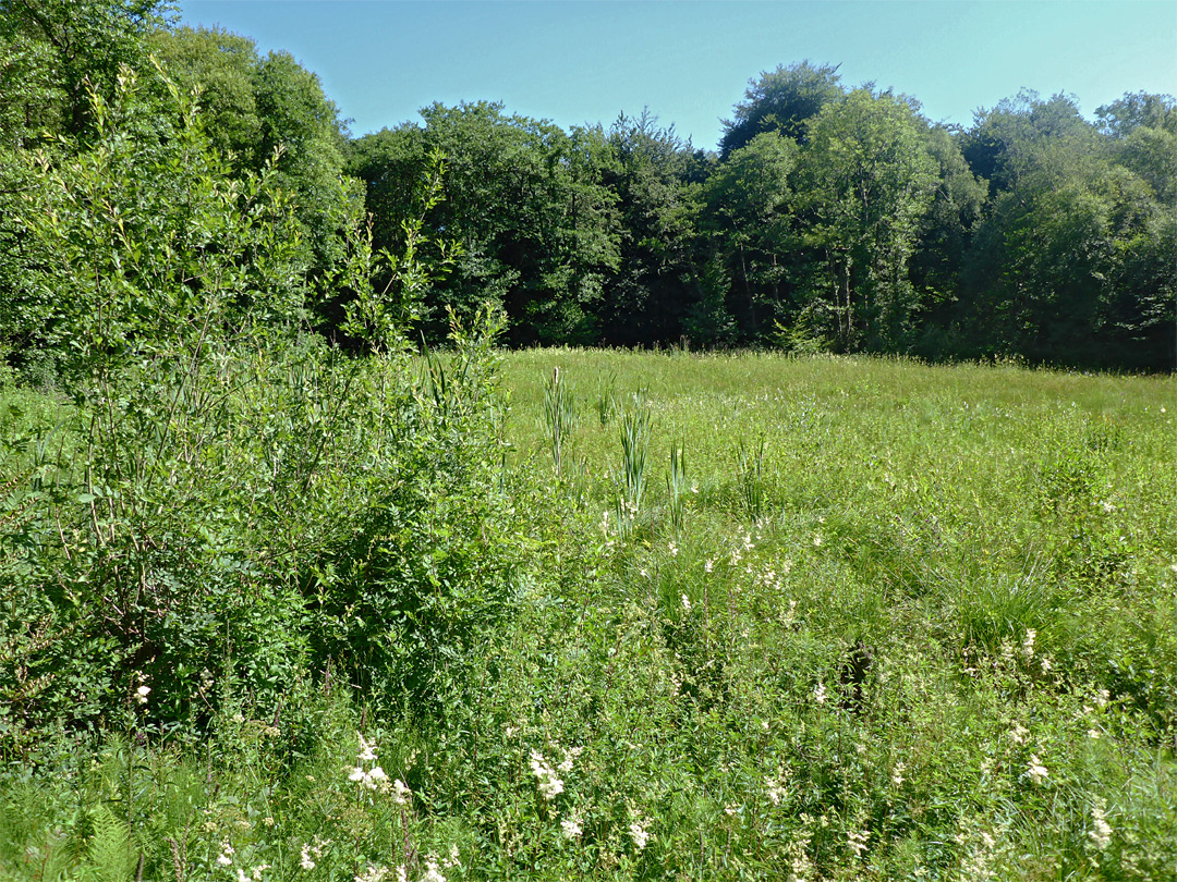 Edge of the bog