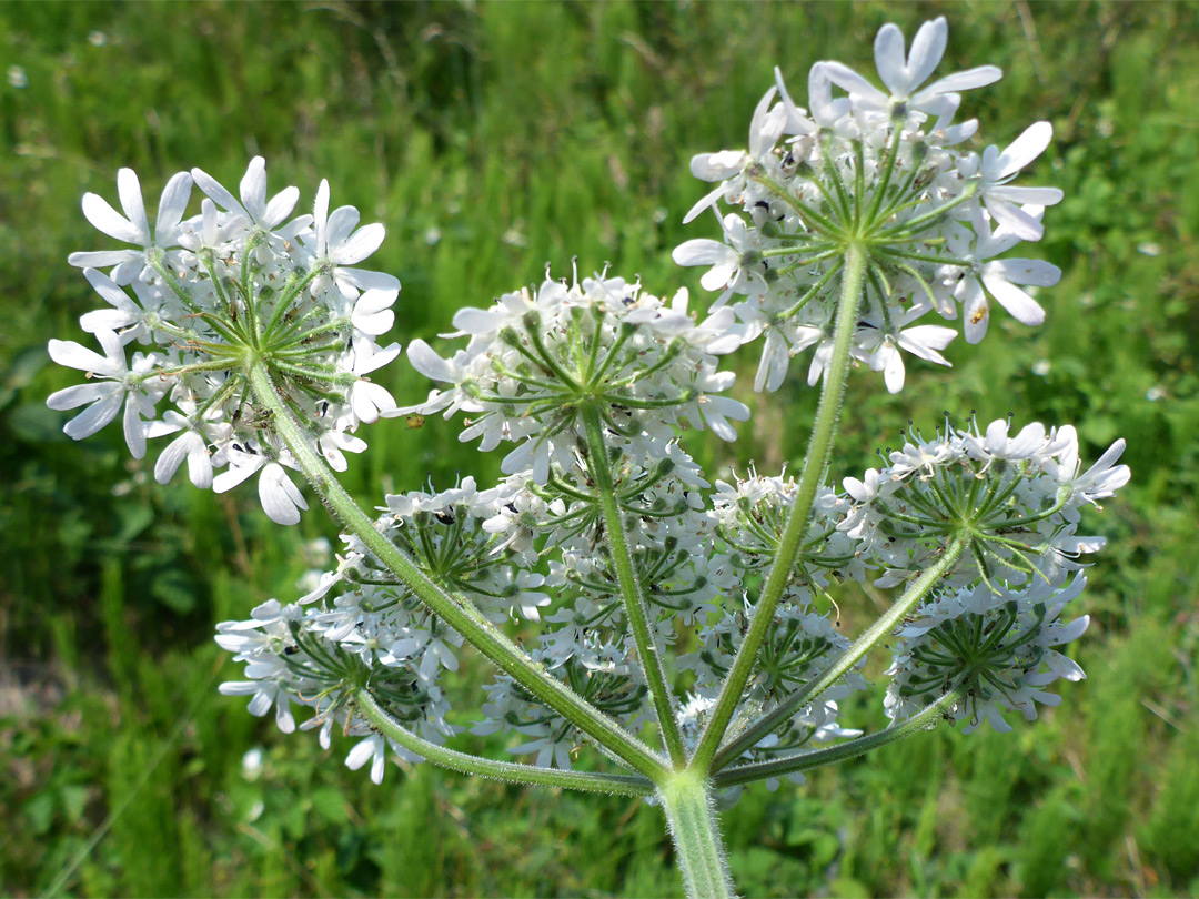 Clustered flowers