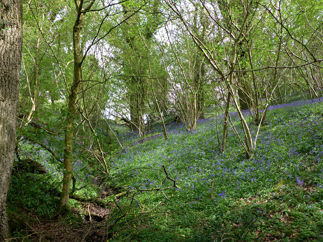 Bluebells and celandines