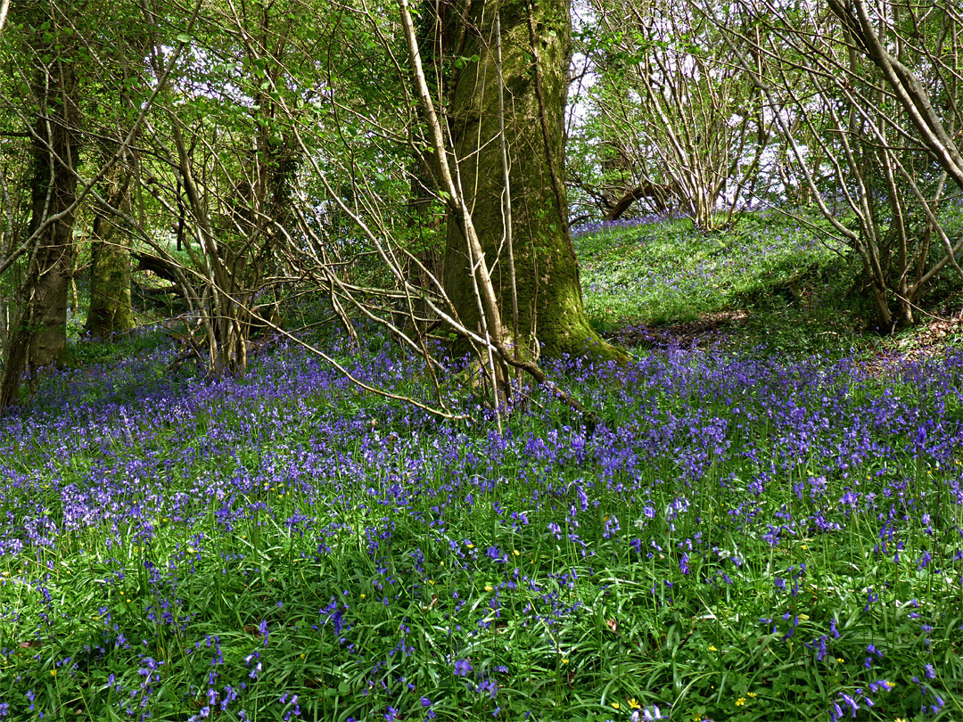 Many bluebells