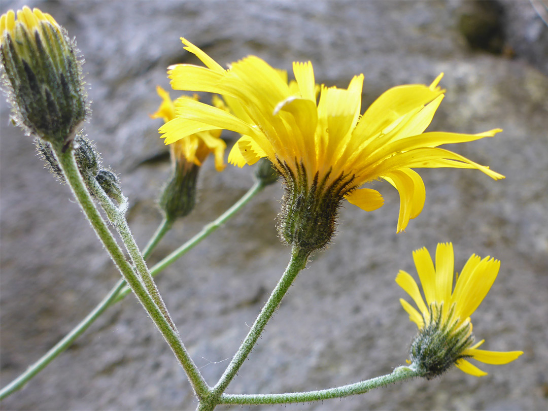 Yellow flowerheads with hairy phyllaries