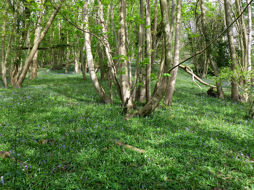 Bluebells