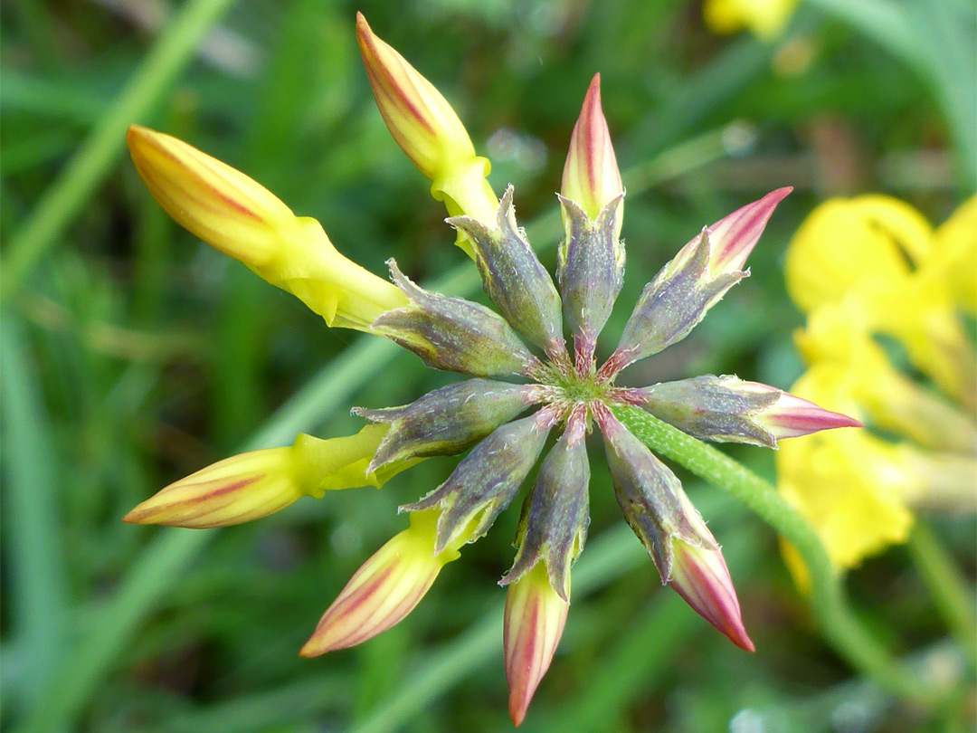 Horseshoe vetch