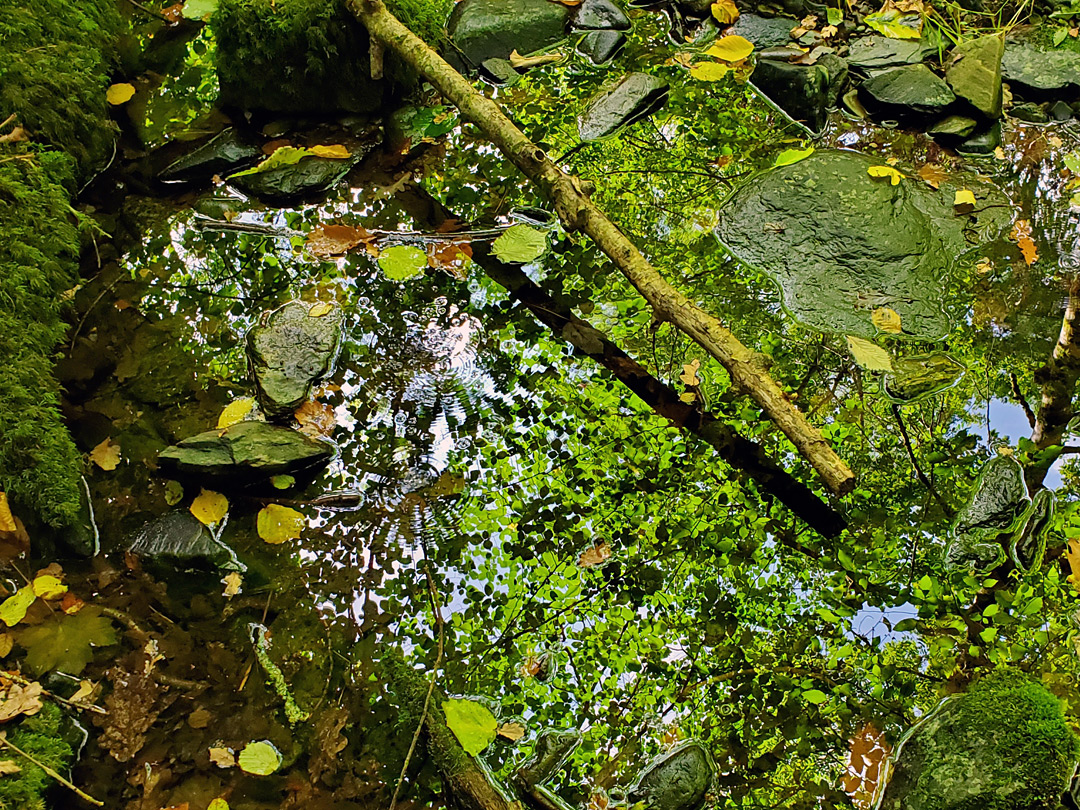 Leaves on a pool