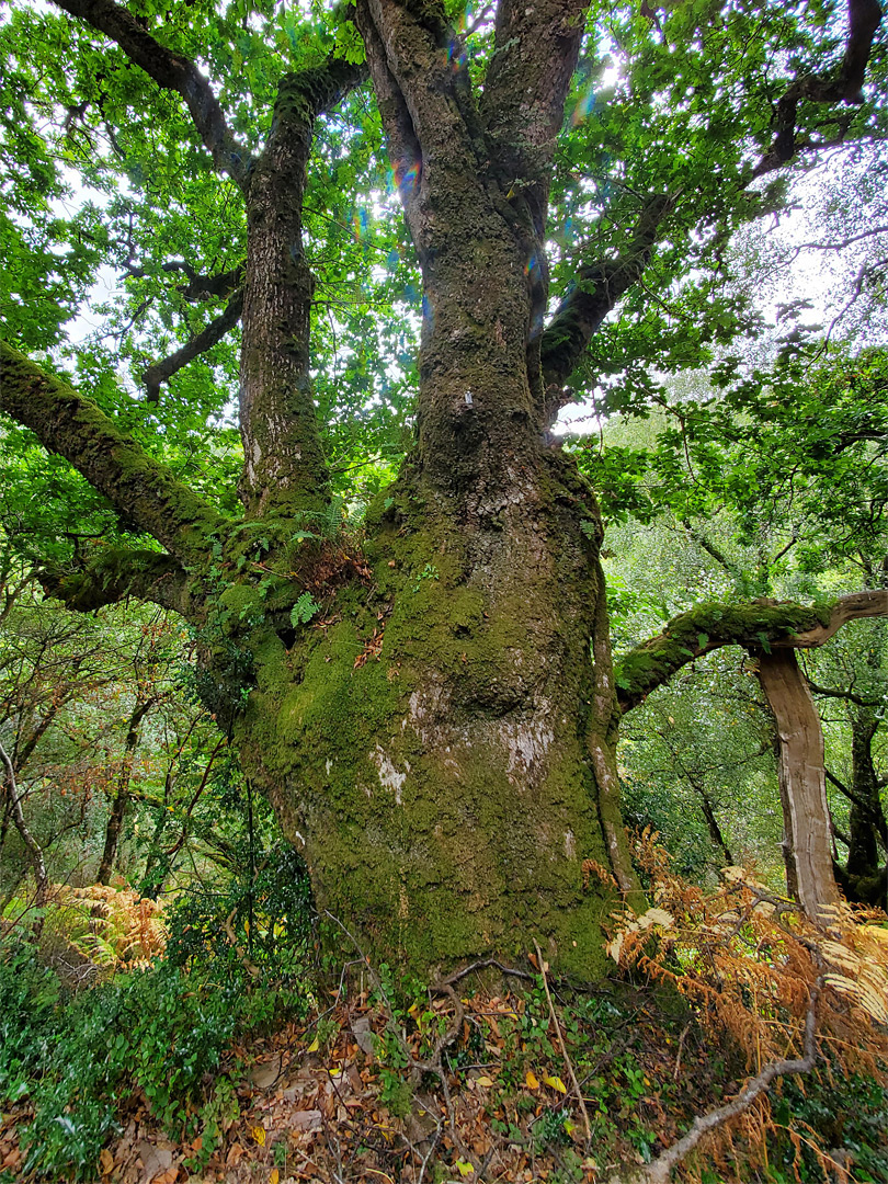 Ancient oak