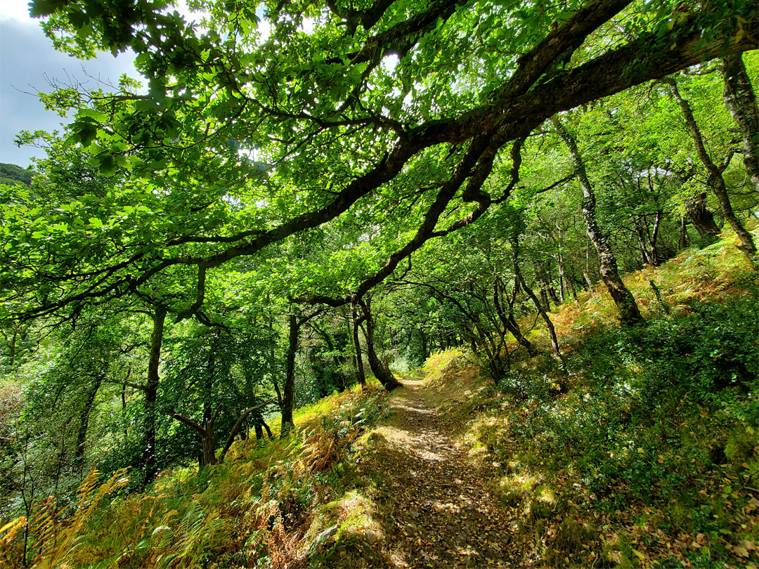 Path across a hillside