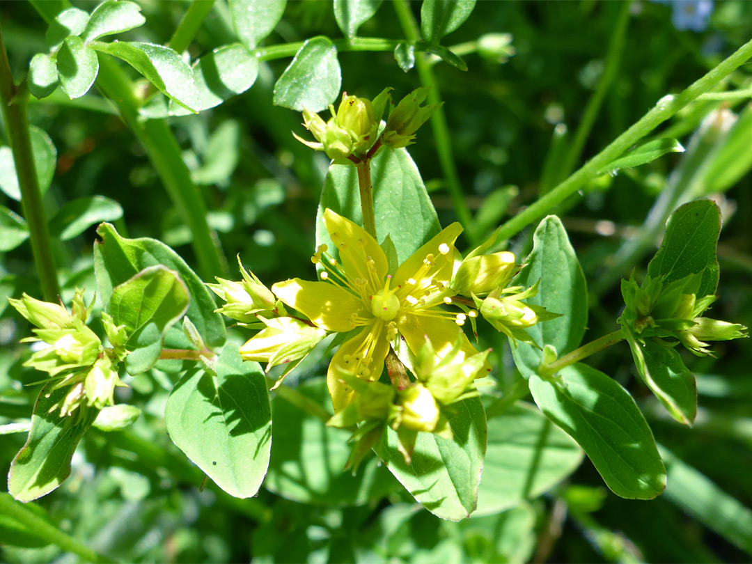 Flowers and leaves