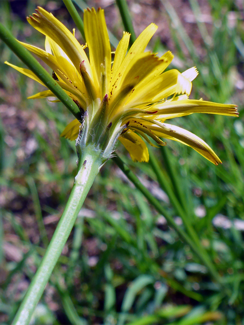 Phyllaries and florets