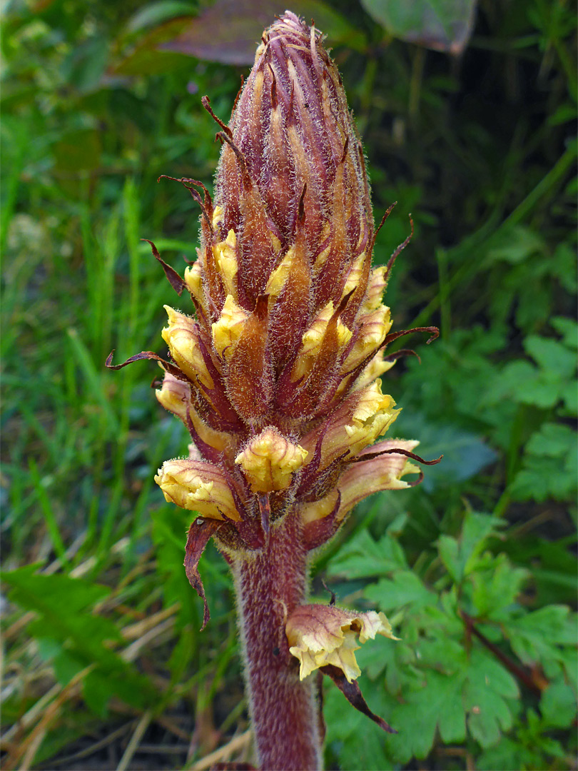 Ivy broomrape