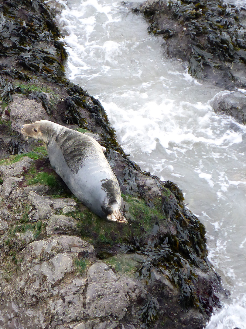 Grey seal