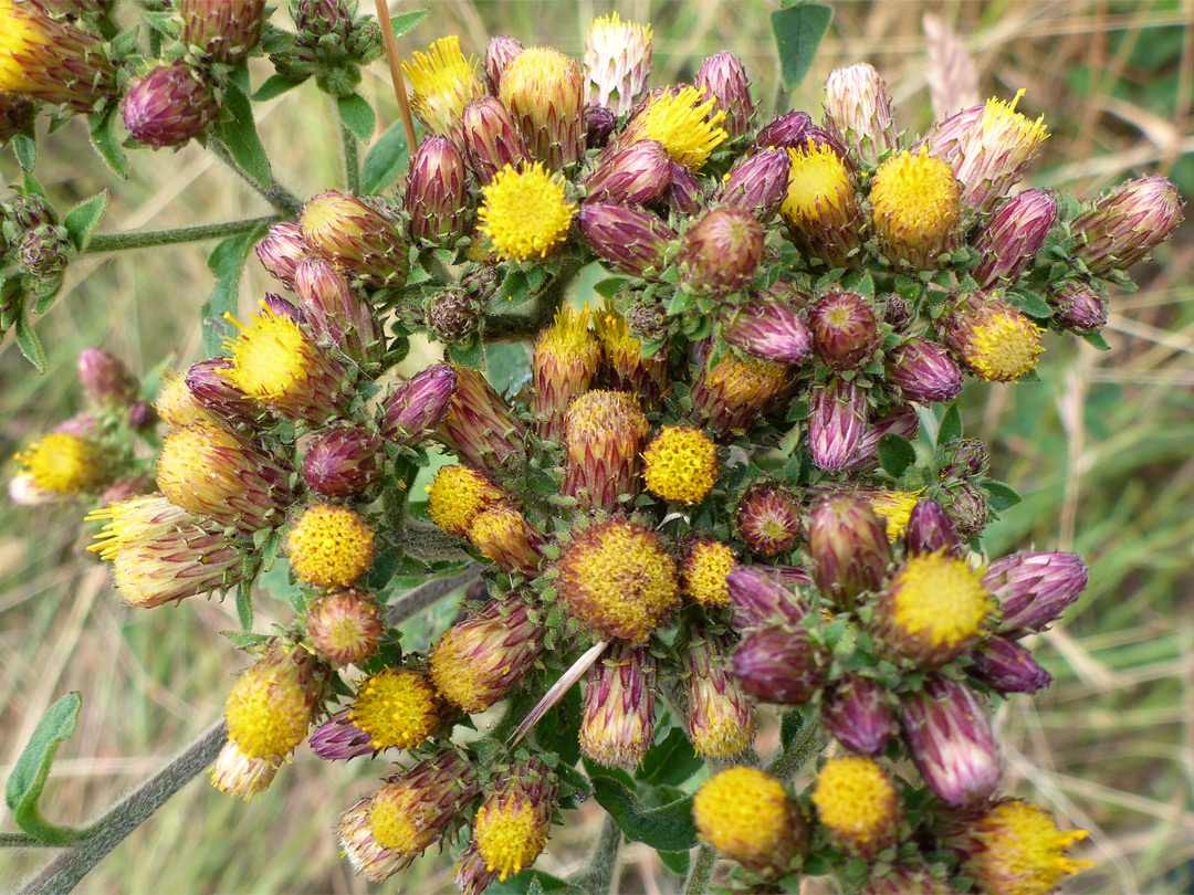 Ploughman's-spikenard