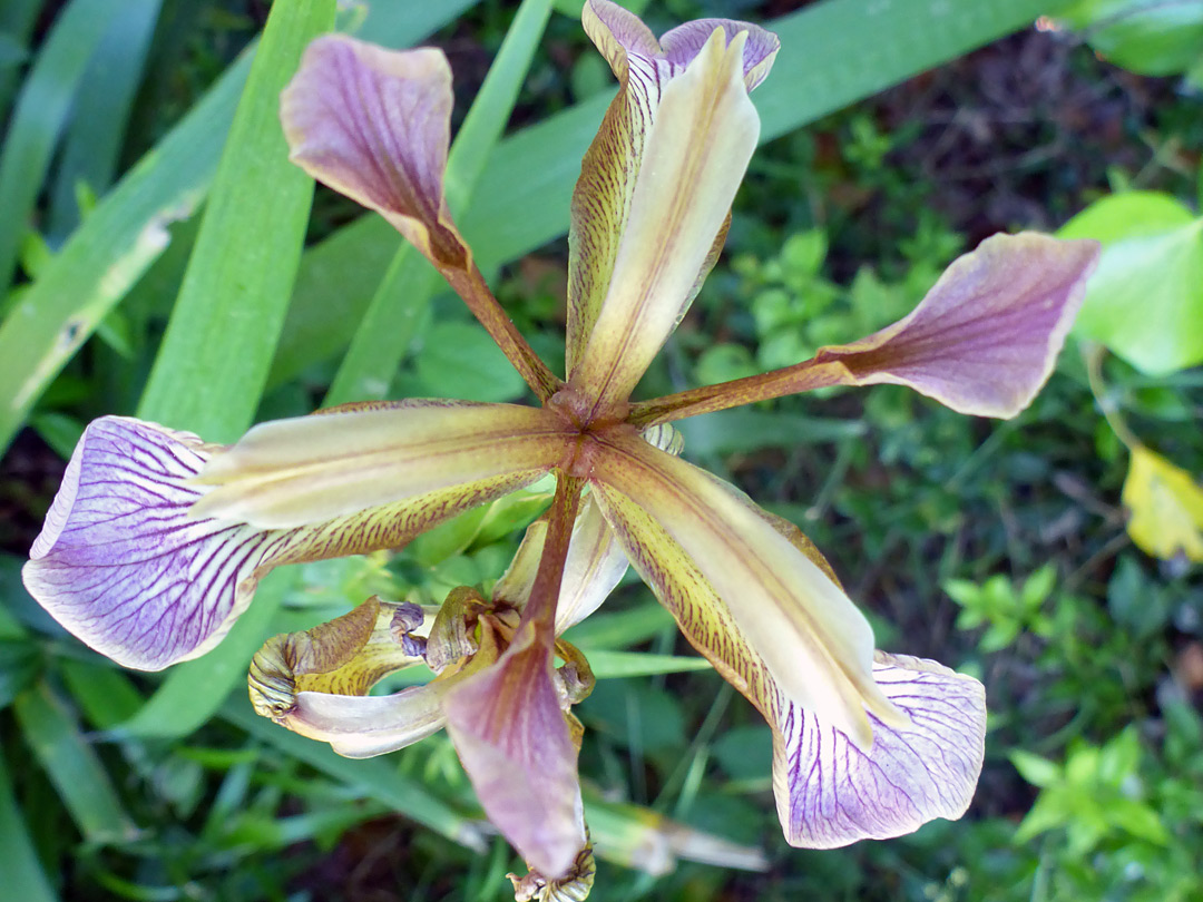 Stinking iris