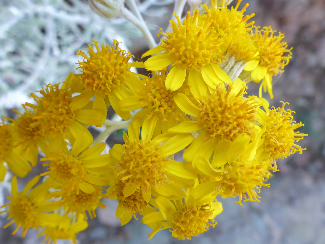 Silver ragwort