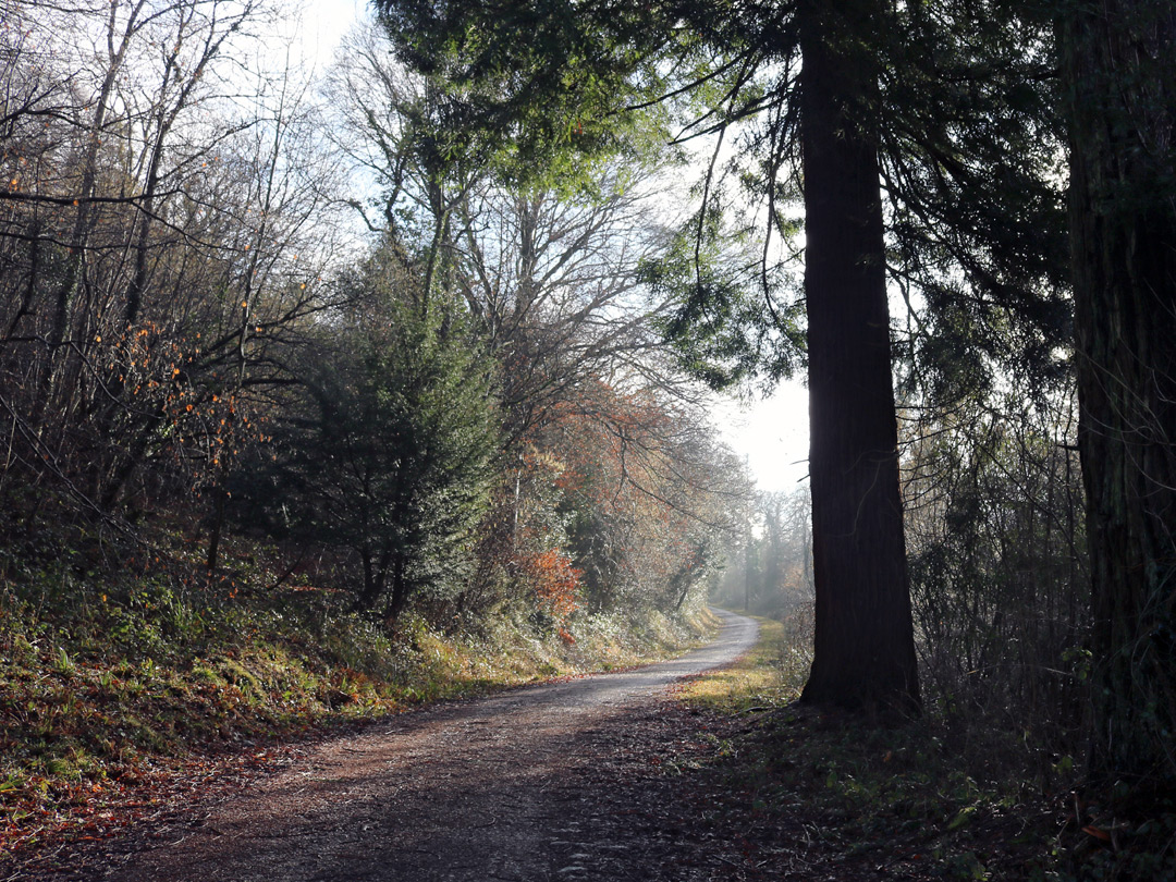 Shadowy track