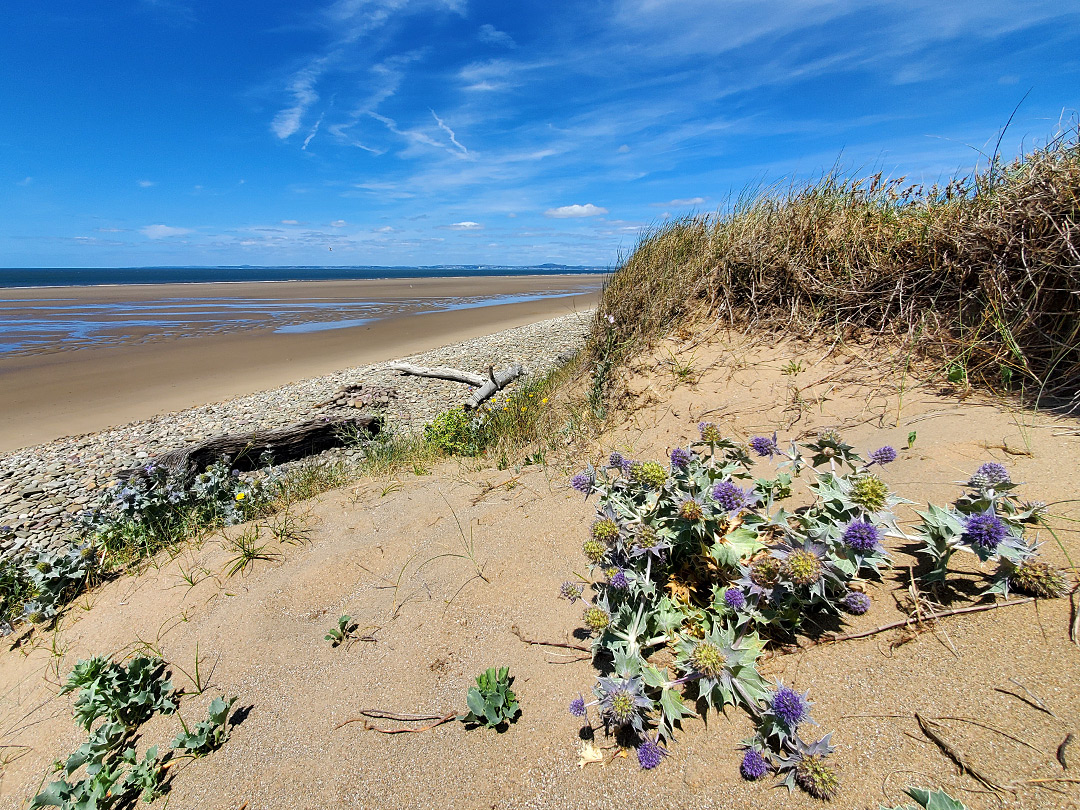 Sea holly on the beach