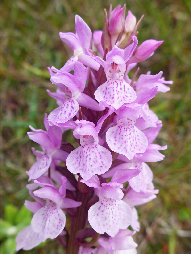 Pale pink orchid