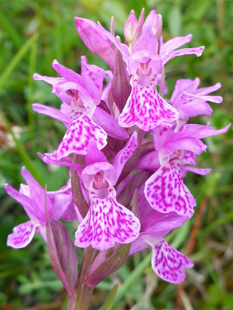 Strongly spotted orchid