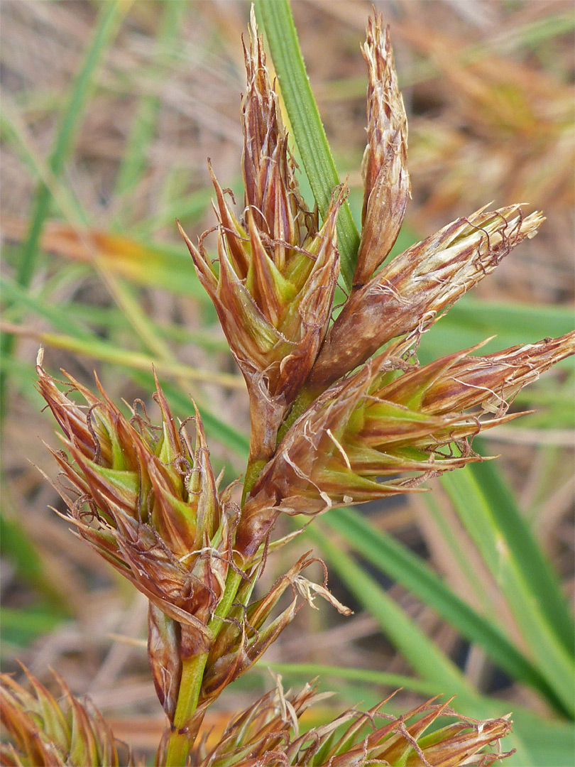 Sand sedge