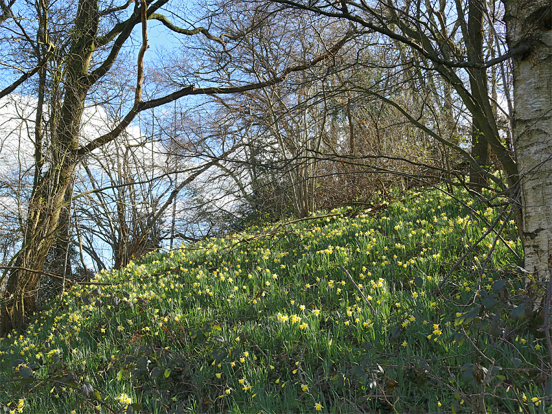 Trees and daffodils