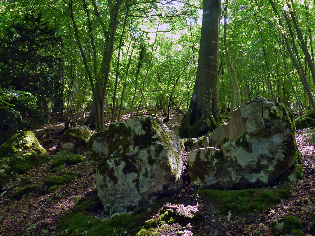 Lichen-covered boulders