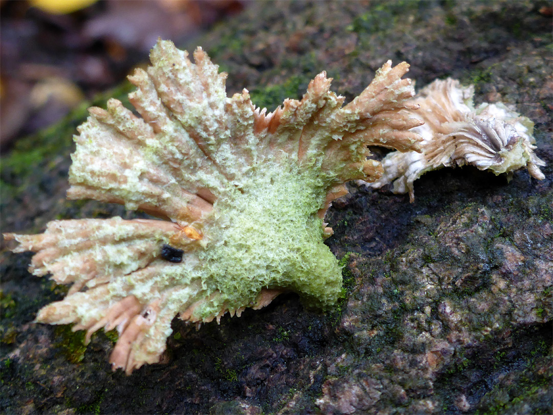 Splitgill mushroom