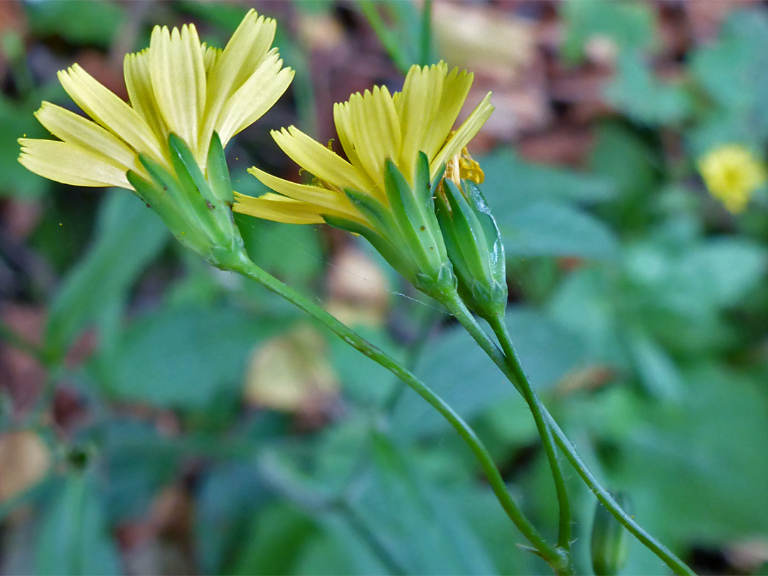 Three flowerheads