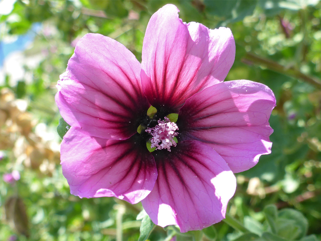 Tree mallow