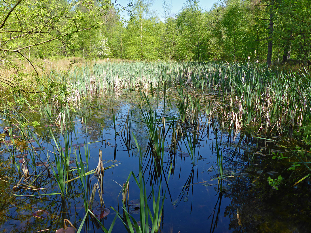 Pond