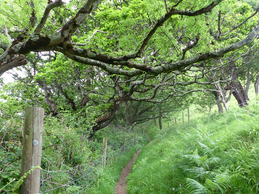 Coastal path