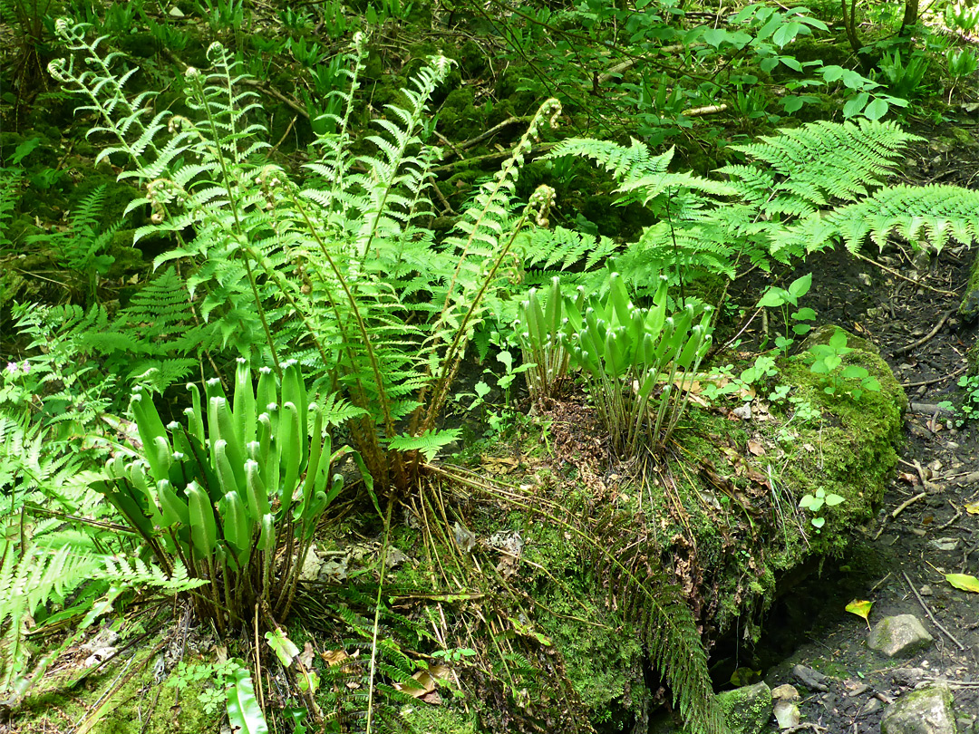 Ferns