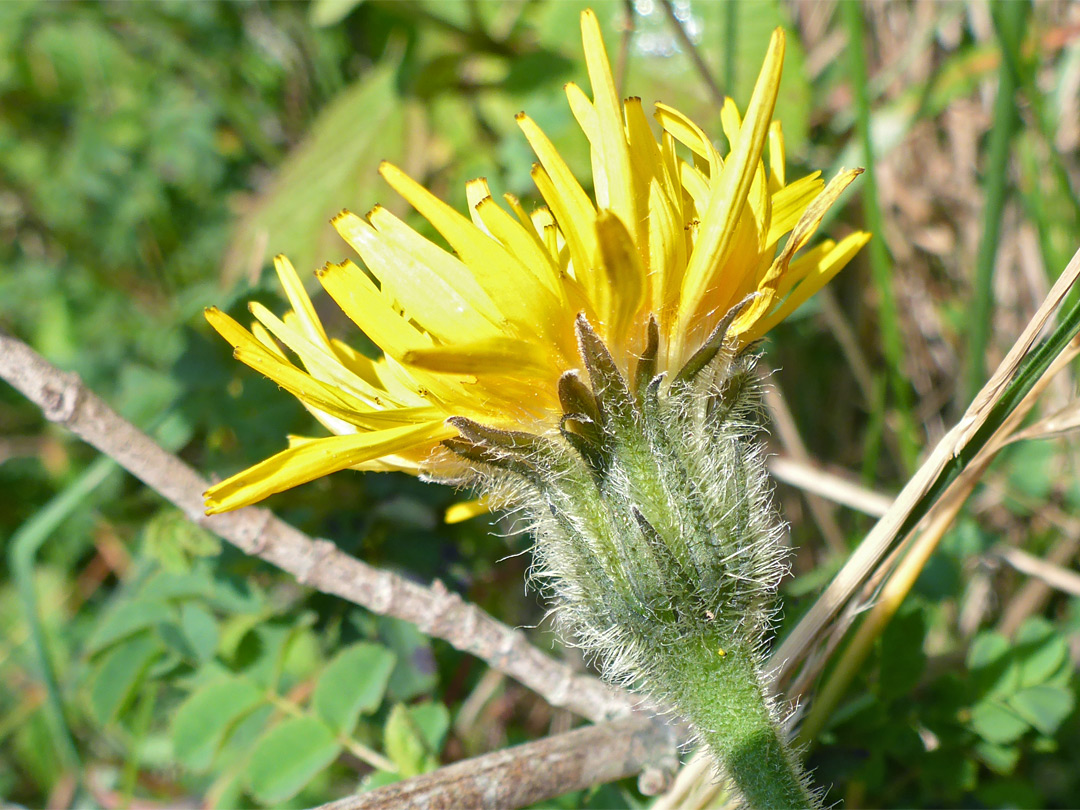 Florets and phyllaries