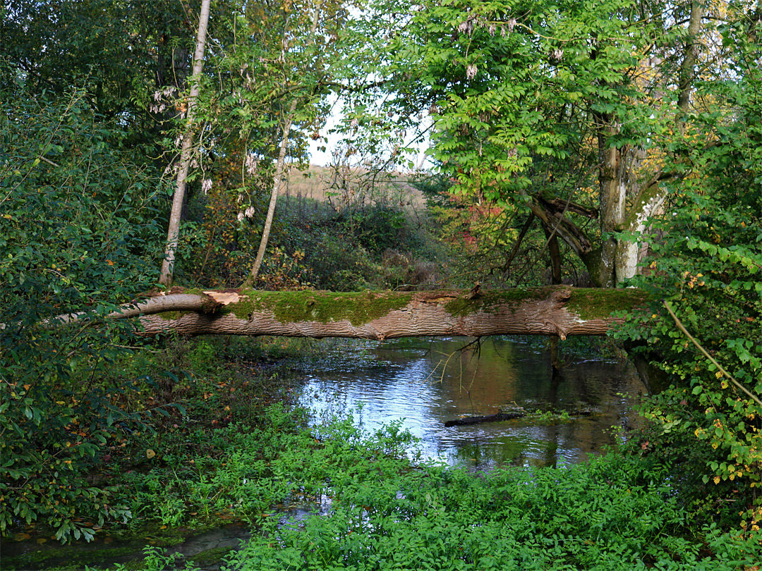 Fallen tree