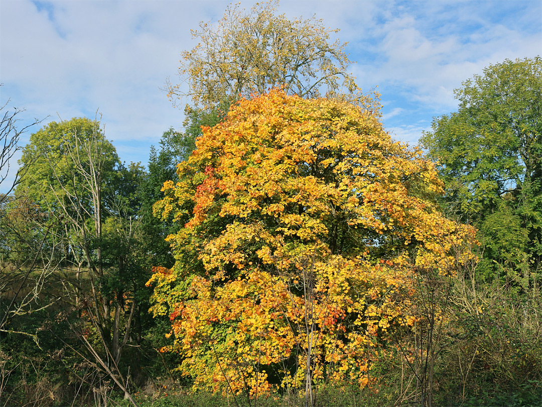 Autumnal tree