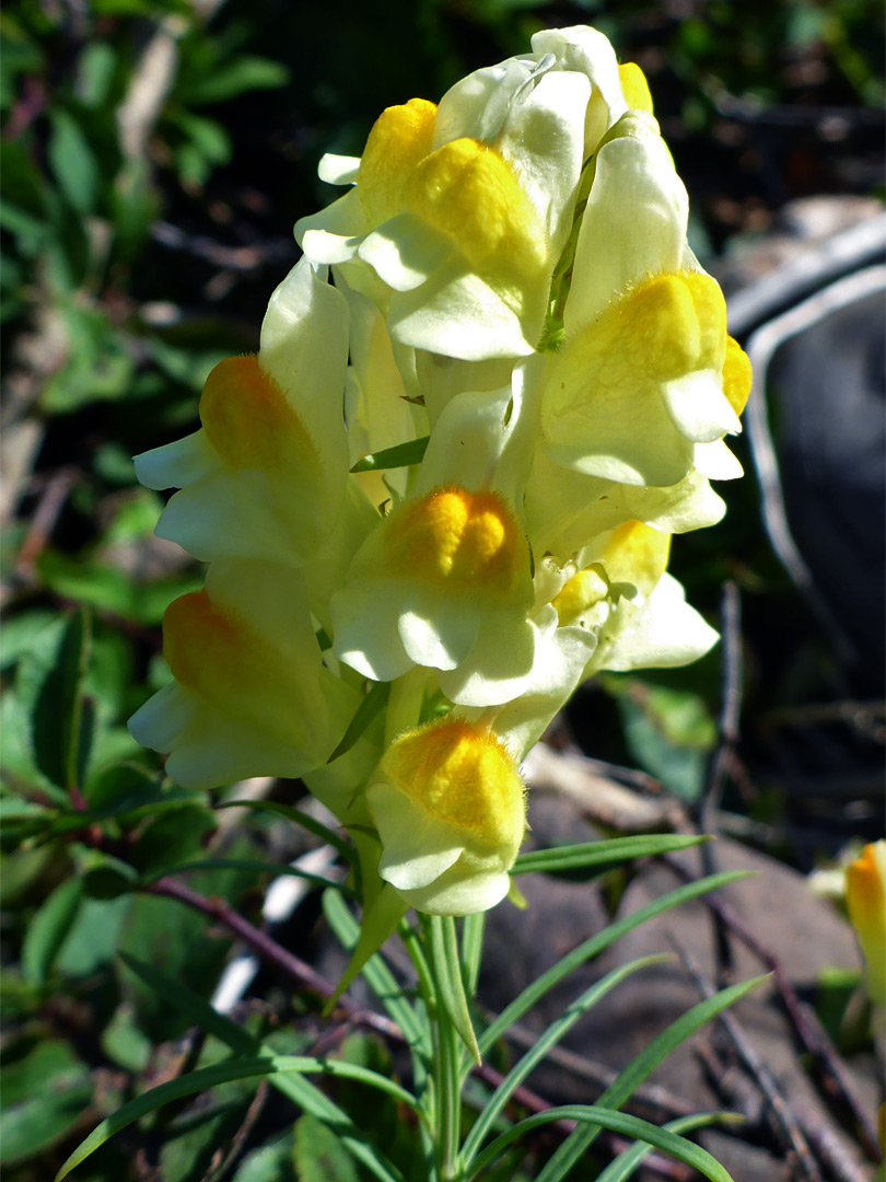 Flower cluster