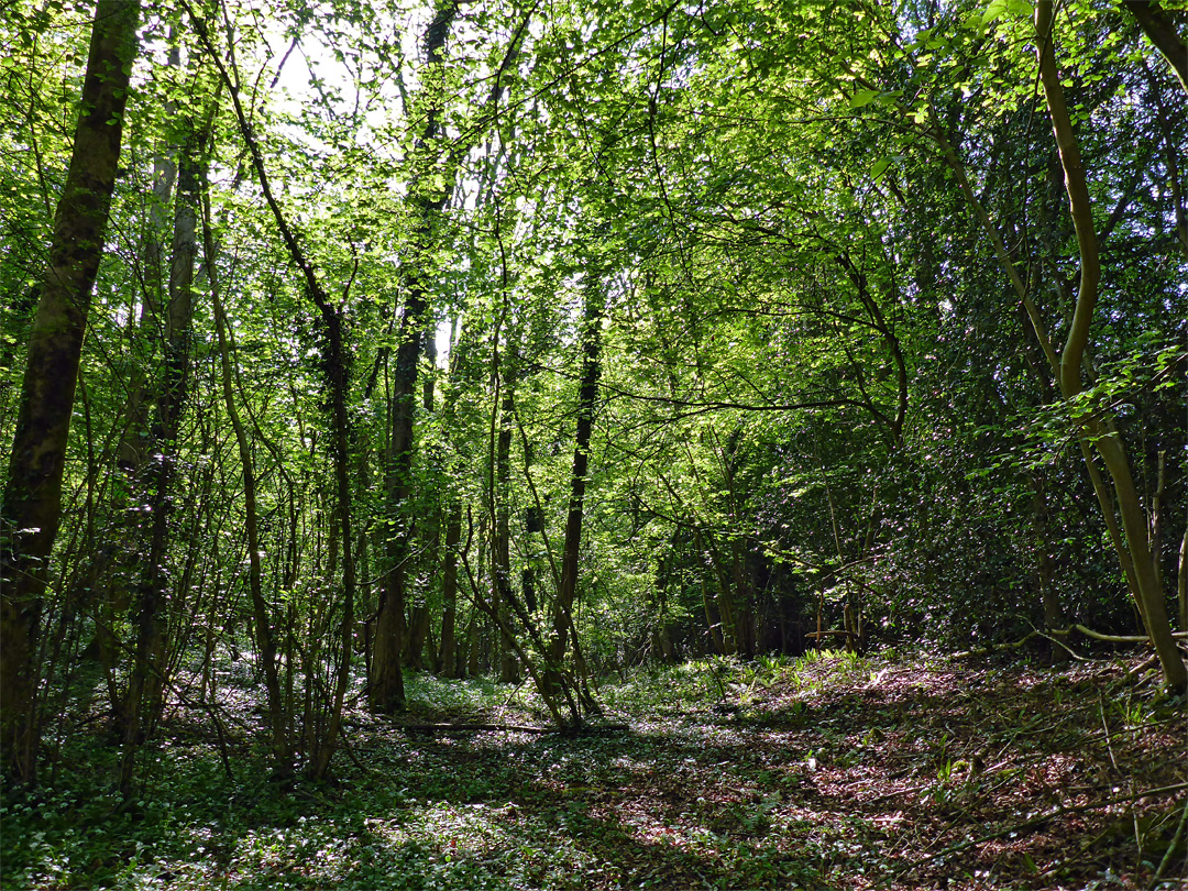 Shady woodland