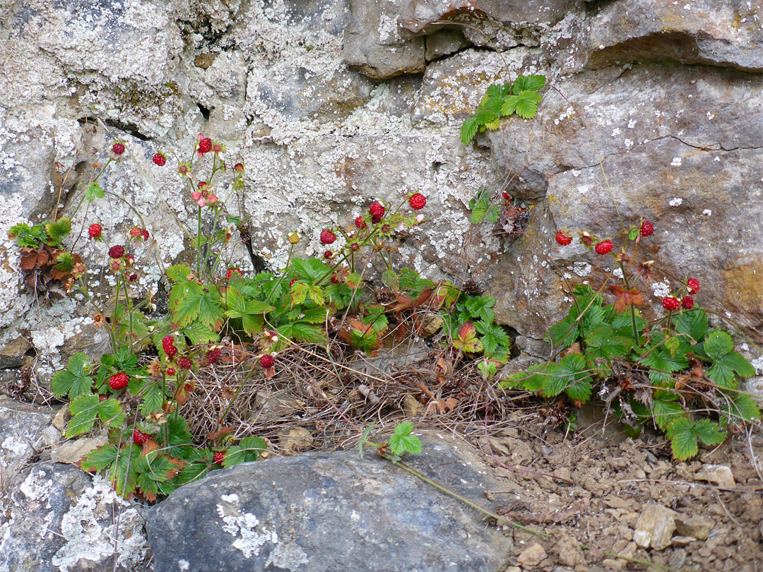 Wild strawberry