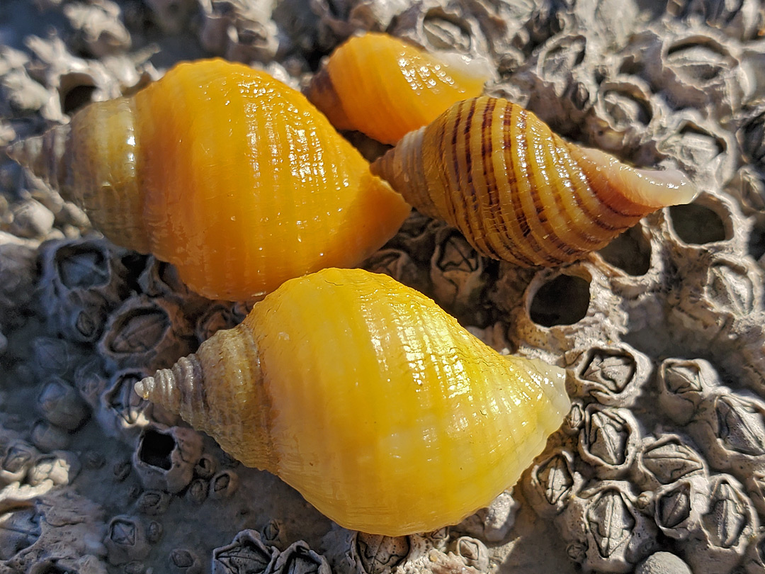 Orange shells