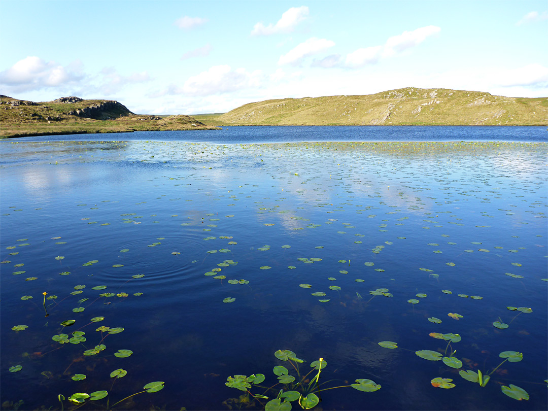 Lilypads on Lyn y Gorlan